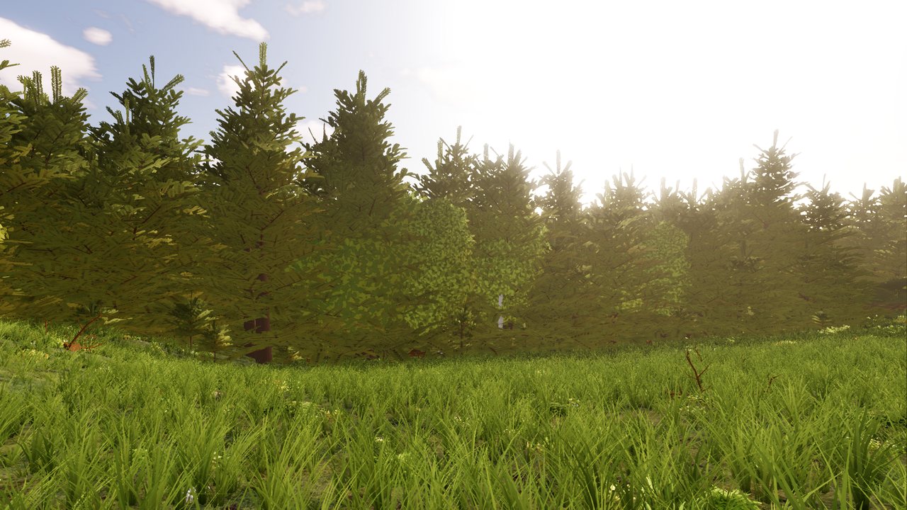 A grassy clearing surrounded by forest